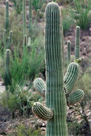 Suguaro Cactus