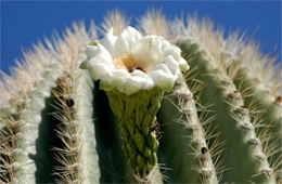 Saquaro Cactus Flower