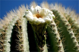 Saquaro Cactus Flower