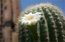 Carnegiea gigantea - Suguaro Cactus Flower