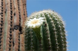 Saquaro Cactus Flower