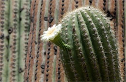 Suguaro Cactus Flower