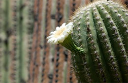 Carnegiea gigantea - Saquaro Cactus Flower