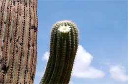 Carnegiea gigantea - Suguaro Cactus Flower