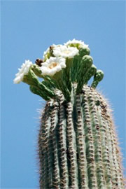 Suguaro Cactus Flowers