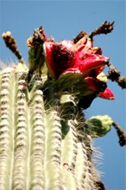 Saquaro Cactus Fruit