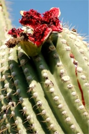 Saquaro Cactus Fruit