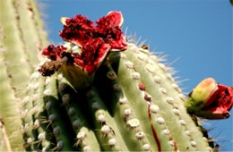 Saquaro Cactus Fruit