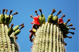 Saquaro Cactus Fruit