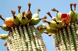 Saquaro Cactus Fruit