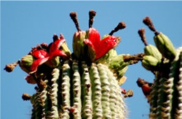 Saquaro Cactus Fruit