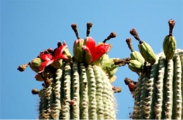 Saquaro Cactus Fruit