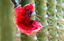 Saquaro Cactus Fruit