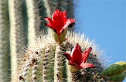 Saquaro Cactus Fruit