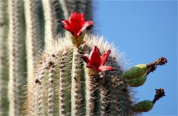 Saquaro Cactus Fruit