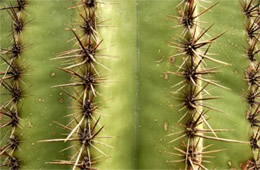 Saquaro Cactus Spines