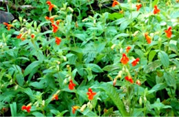 Mimulus cardinalis - Scarlet Monkeyflower