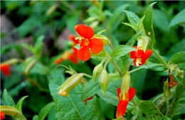 Mimulus cardinalis - Scarlet Monkeyflower