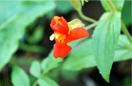 Mimulus cardinalis - Scarlet Monkeyflower