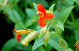 Mimulus cardinalis - Scarlet Monkeyflower