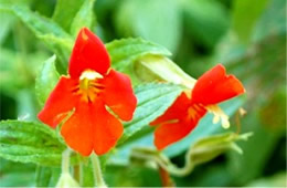 Mimulus cardinalis - Scarlet Monkeyflower