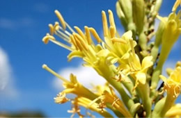 Schott's Agave - Agave schottii