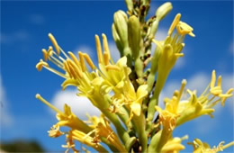 Schott's Agave - Agave schottii