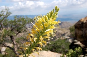 Schott's Agave - Agave schottii