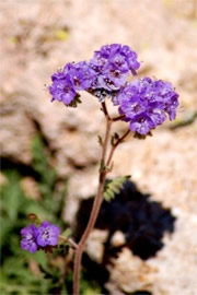 Phacelia distans - Scorpionweed