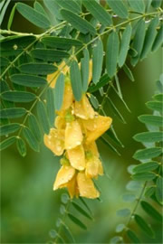 Senna with Raindrops