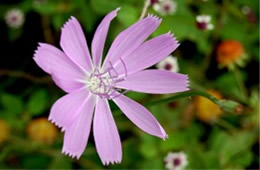 Lygodesmia texana - Skeleton Weed