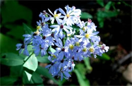 Aster laevis - Smooth Aster