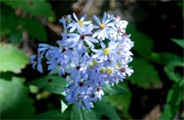 Aster laevis - Smooth Aster