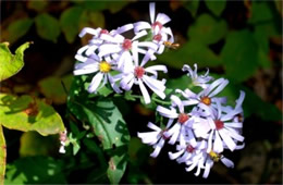 Aster laevis - Smooth Aster