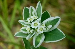 Euphorbia marginata - Snow on the Mountain Wildflower