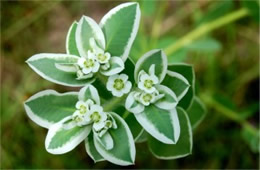 Euphorbia marginata - Snow on the Mountain Wildflower