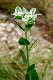 Snow on the Mountain - Euphorbia marginata