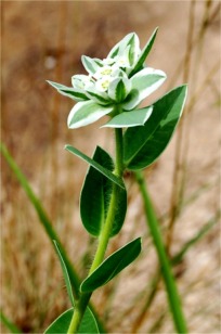 Snow on the Mountain - Euphorbia marginata