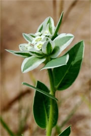 Snow on the Mountain - Euphorbia marginata