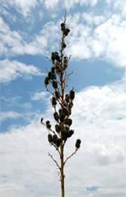 Soaptree Yucca