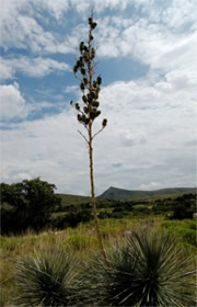 Soaptree Yucca