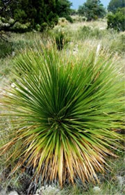 Dasylirion wheeleri - Desert Spoon Plant (Sotol)