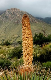 Dasylirion wheeleri - Desert Spoon Plant (Sotol)