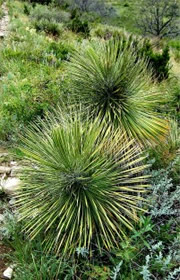 Dasylirion wheeleri - Desert Spoon Plant (Sotol)