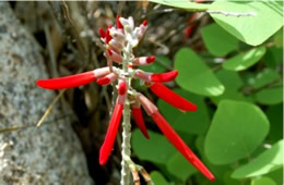 Erythrina flabelliformis - Southwestern Coral Bean