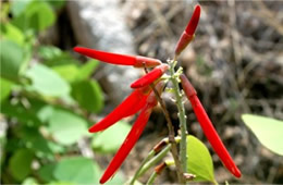 Erythrina flabelliformis - Southwestern Coral Bean