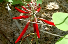 Erythrina flabelliformis - Southwestern Coral Bean