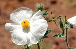 Argemone pleiacantha - Southwestern Pricklypoppy