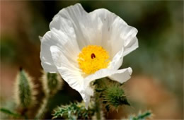 Argemone pleiacantha - Southwestern Pricklypoppy