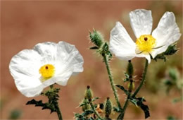 Argemone pleiacantha - Southwestern Pricklypoppy